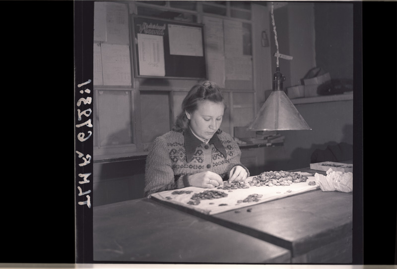 Artell "Presto" nööpide sorteerimine käsitsi, 1947. aasta.