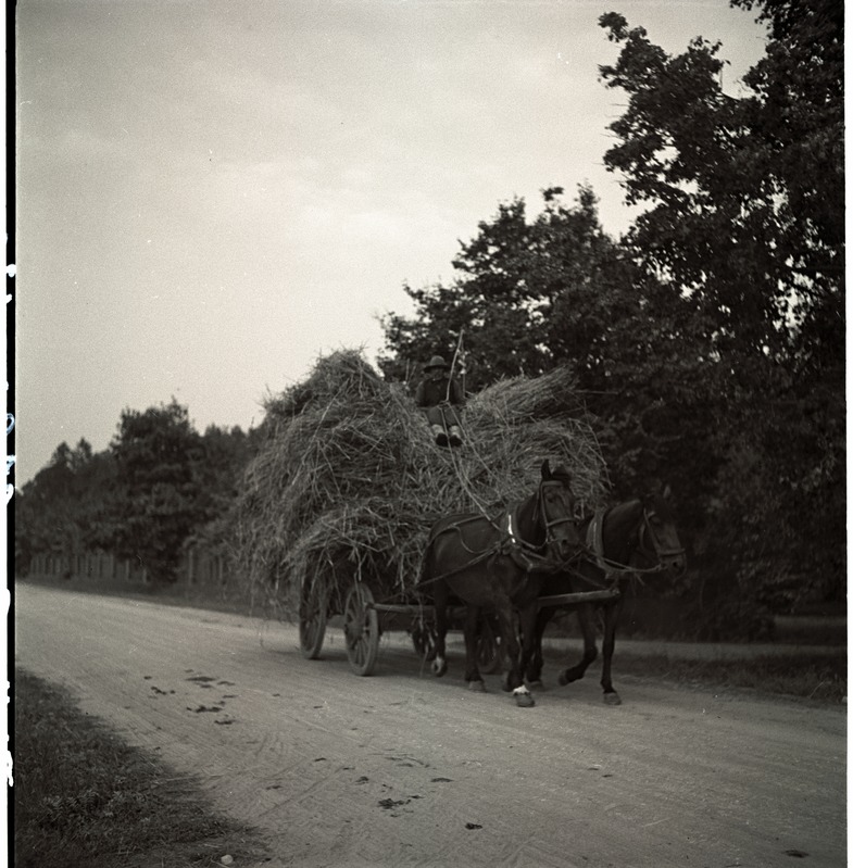 Tartumaa, heinavedu kahe hobusega.