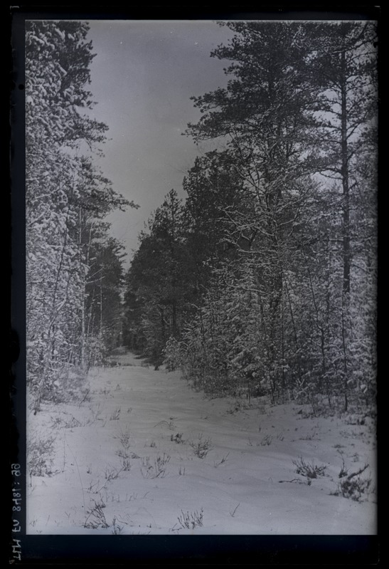 Tee Pirita männimetsas, talvefoto.