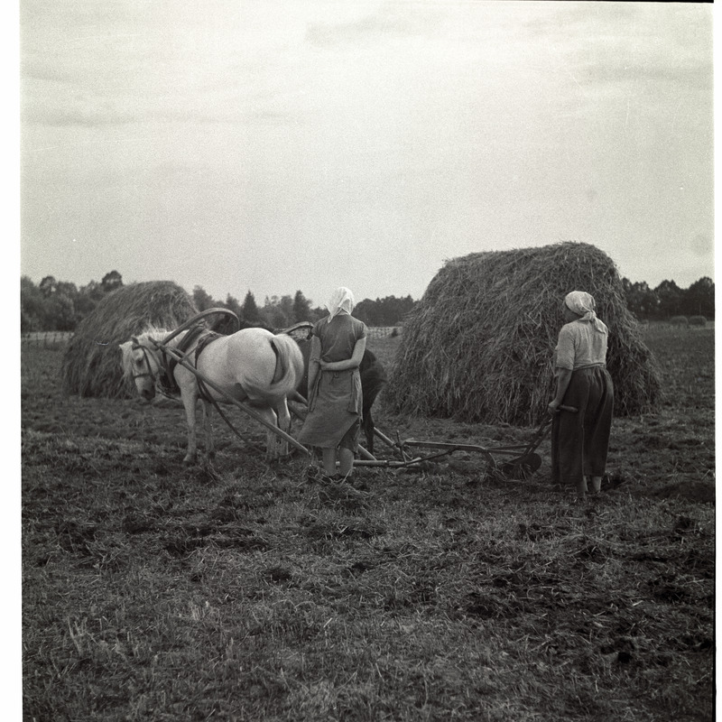Muhu, põllutööd.