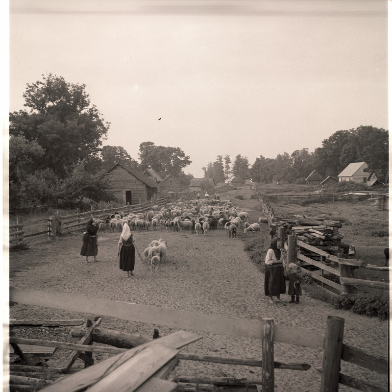 Kihnu, lambakari küla vahel.