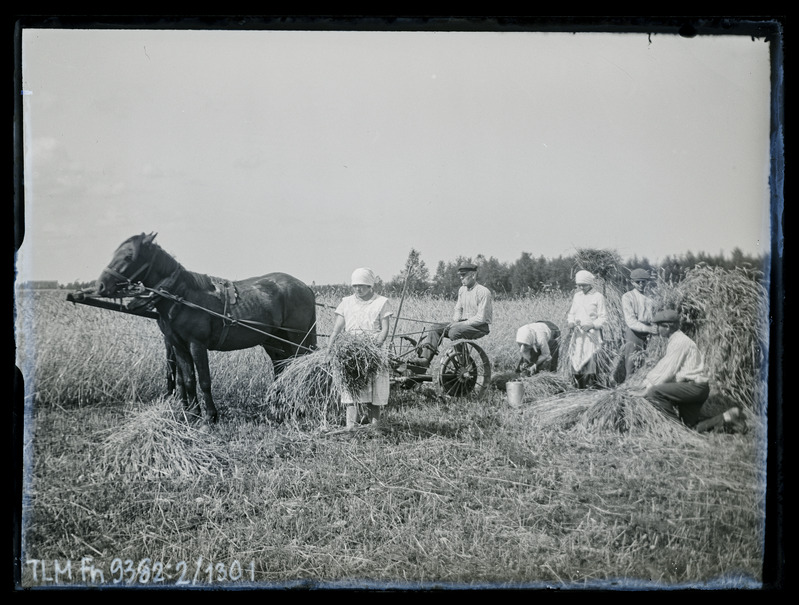 Rukkilõikus hobuniidukiga. Tundmatud mehed ja naised viljavihke köitmas.