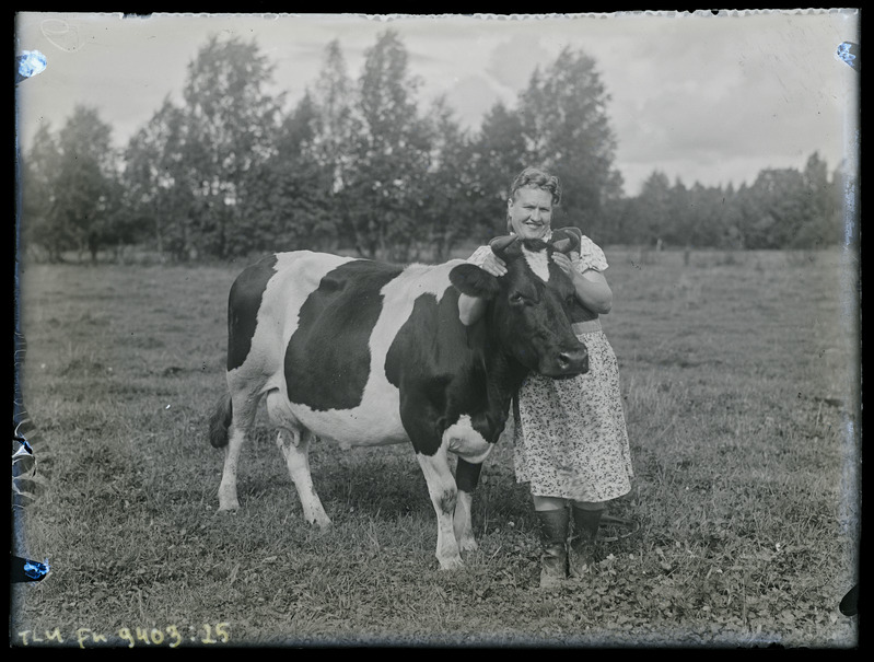 Naine ja lehm karjamaal