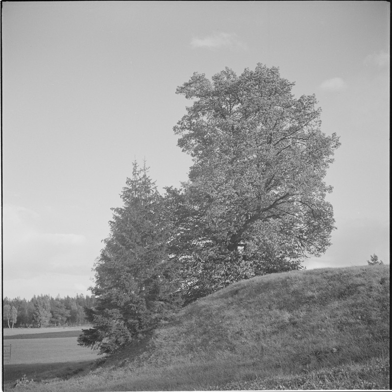 Ilumäe loodus