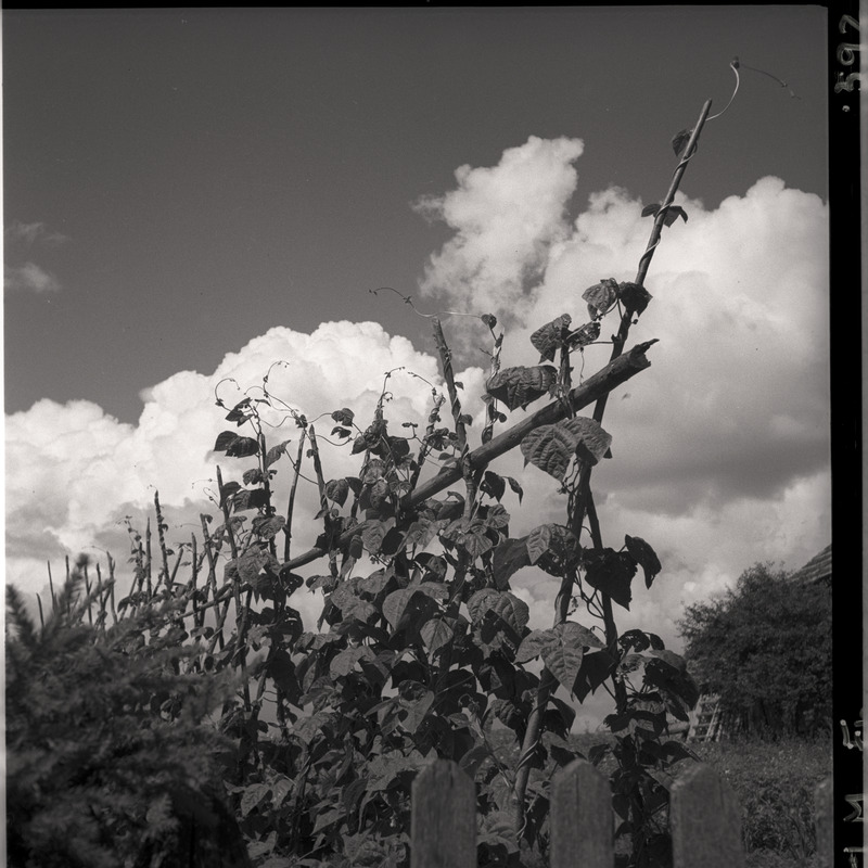 Kõlu talu, oataimed