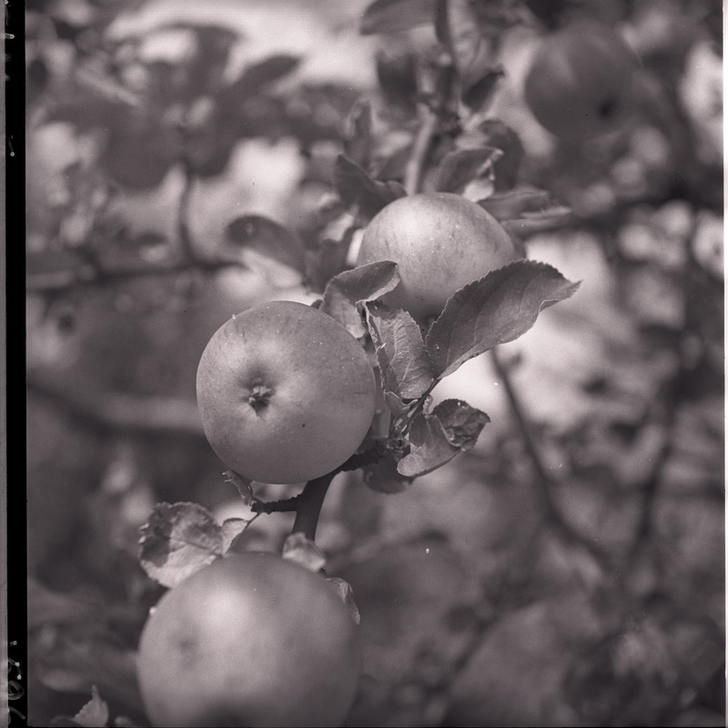 Kõlu talu, õunad õunapuu otsas