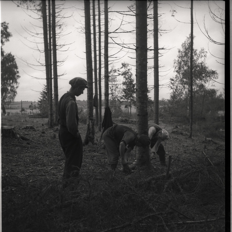 Metsatöö - mehed metsas puu ümber töötamas