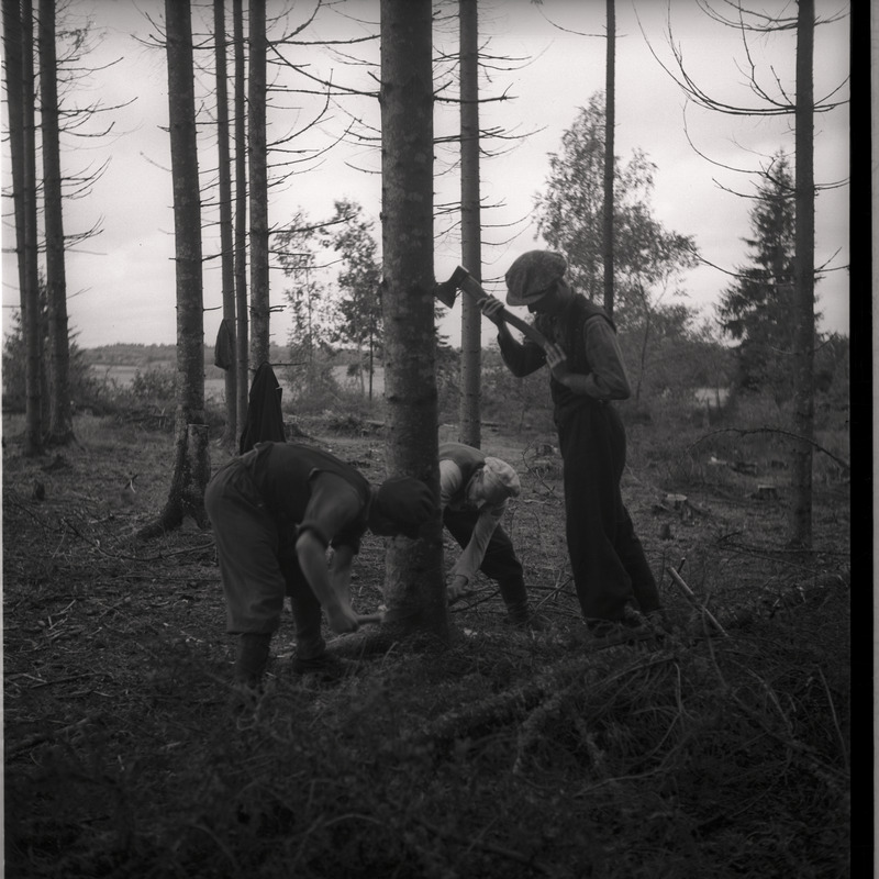 Metsatöö - mehed metsas puu ümber töötamas