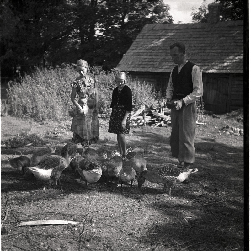 Kõlu talu - perenaine Magda Millistfer, tütar Ingrid Millistfer ja peremees Johann Millistfer taluhoovil hanede juures