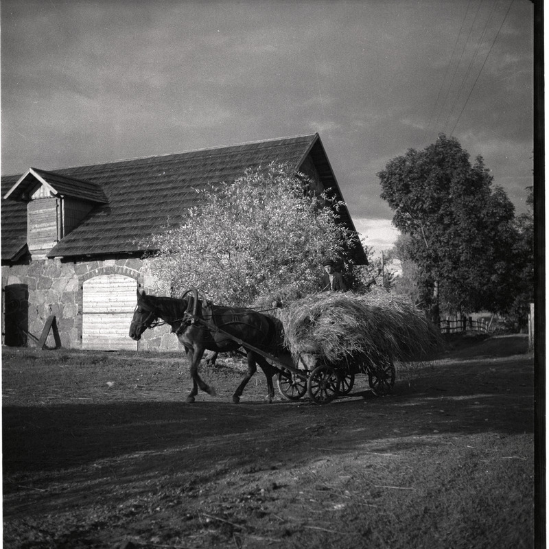 Kõlu talu, mees hobusega kuhja vedamas