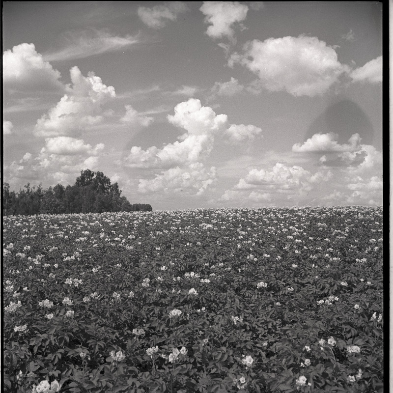 Maastik - kartulipõld