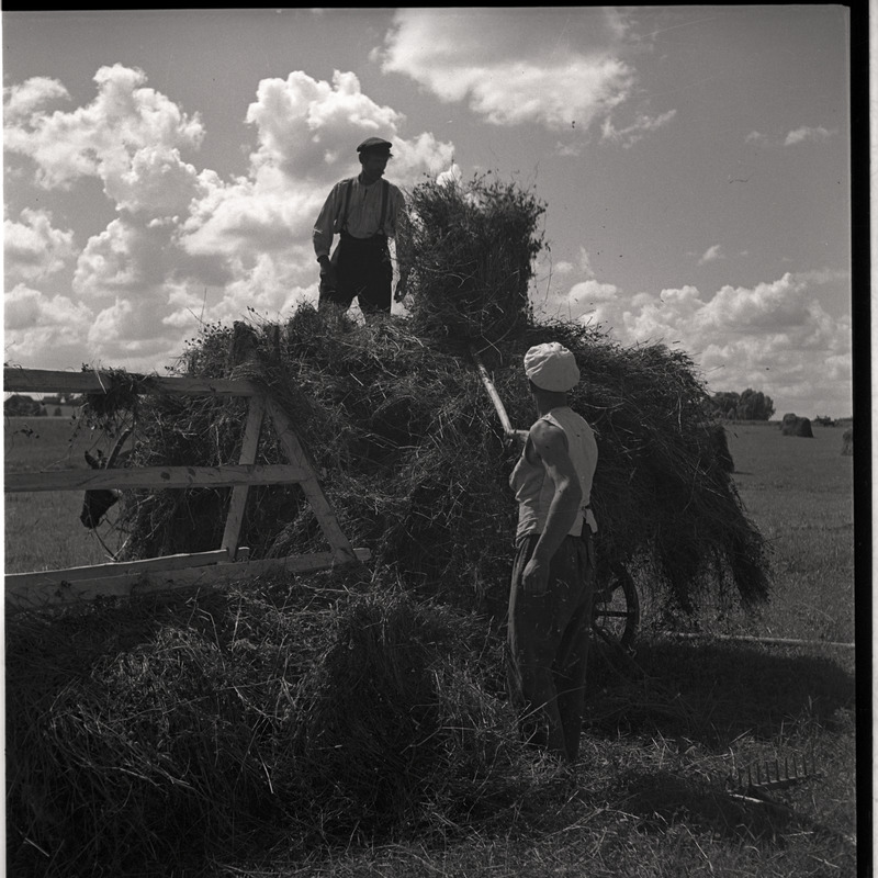 Kõlu talu, mehed tõstmas vilja hobuvankrile