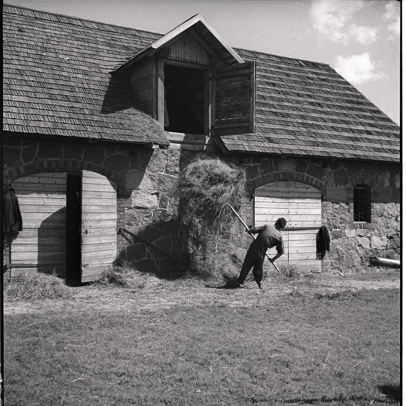 Kõlu talu, mees tõstmas vilja lakka