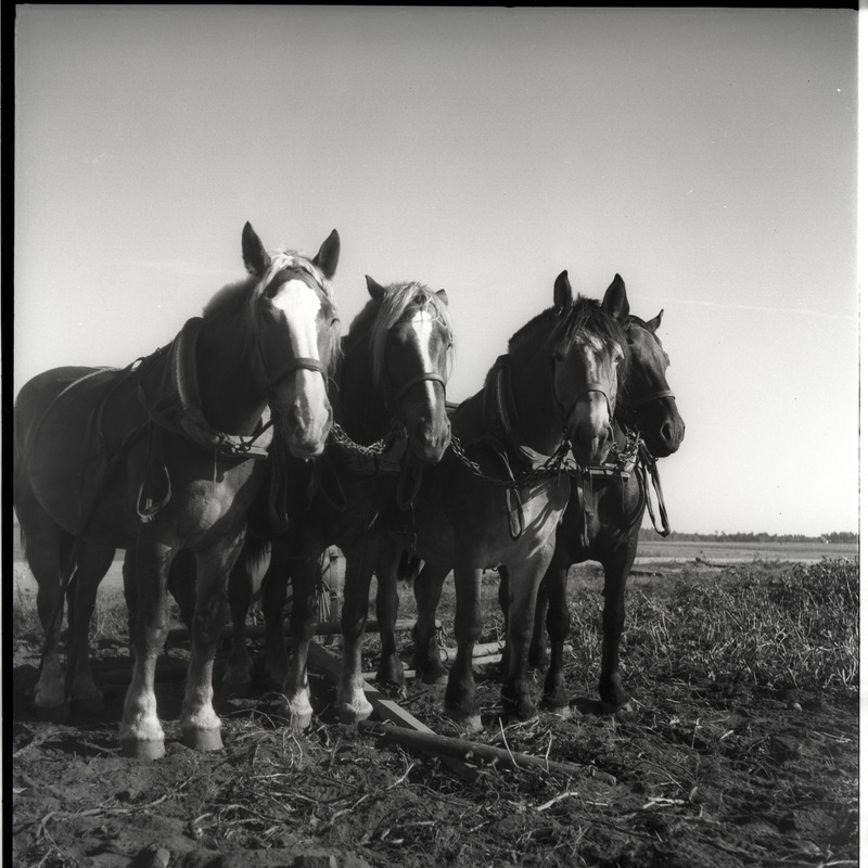 Vaeküla, kartulivõtt - neli hobust põllul