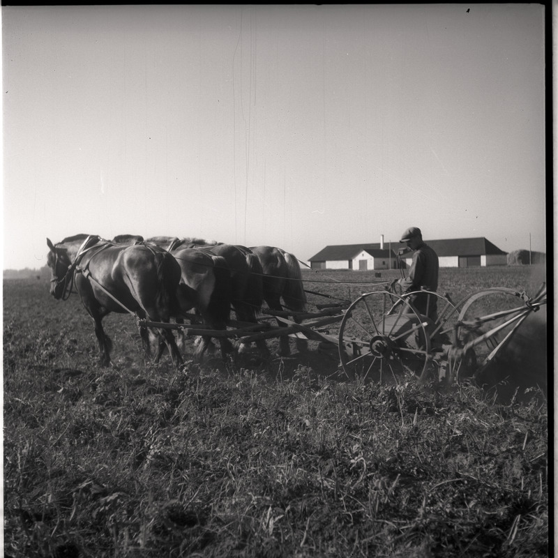 Vaeküla, kartulivõtt - mees hobustega kartulivagusid lahti kündmas
