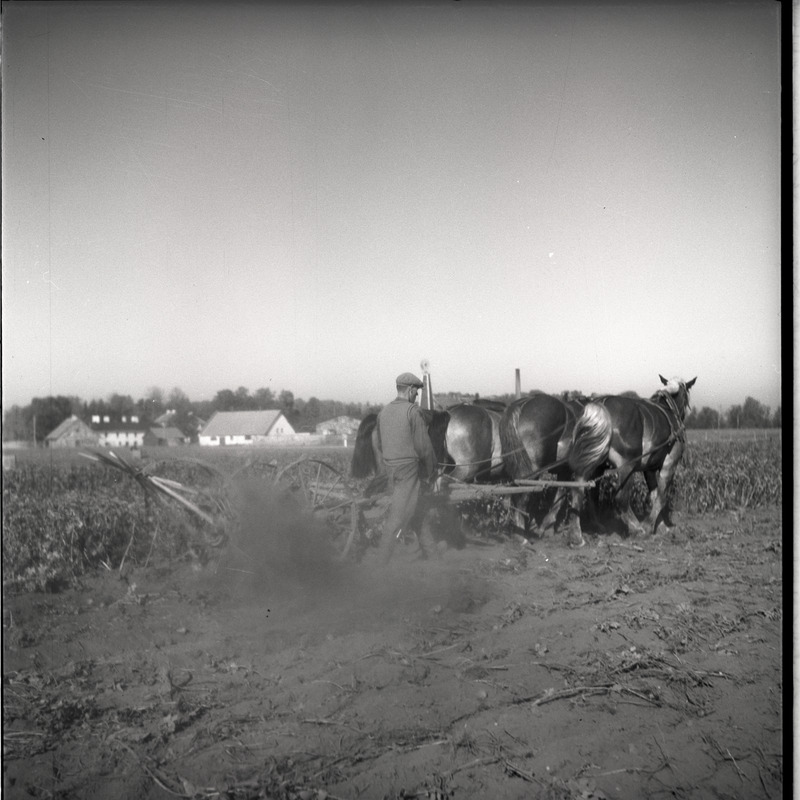 Vaeküla, kartulivõtt - mees hobustega kartulivagusid lahti kündmas