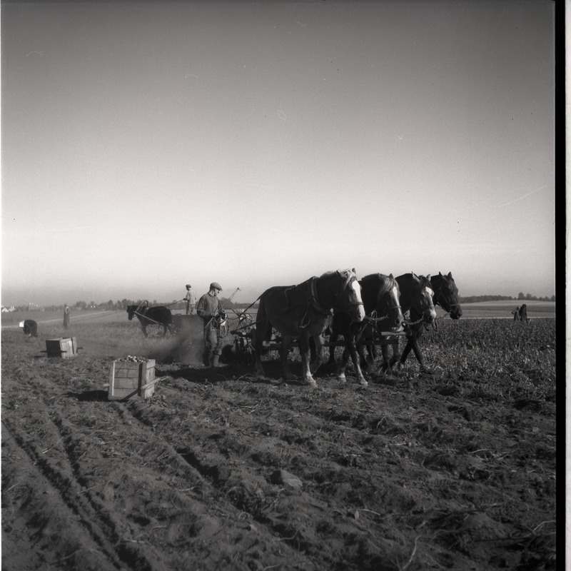 Vaeküla, kartulivõtt - mees hobustega kartulivagusid lahti kündmas