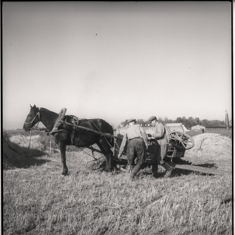 Vaeküla, kartulivõtt - mehed hobuvankri juures