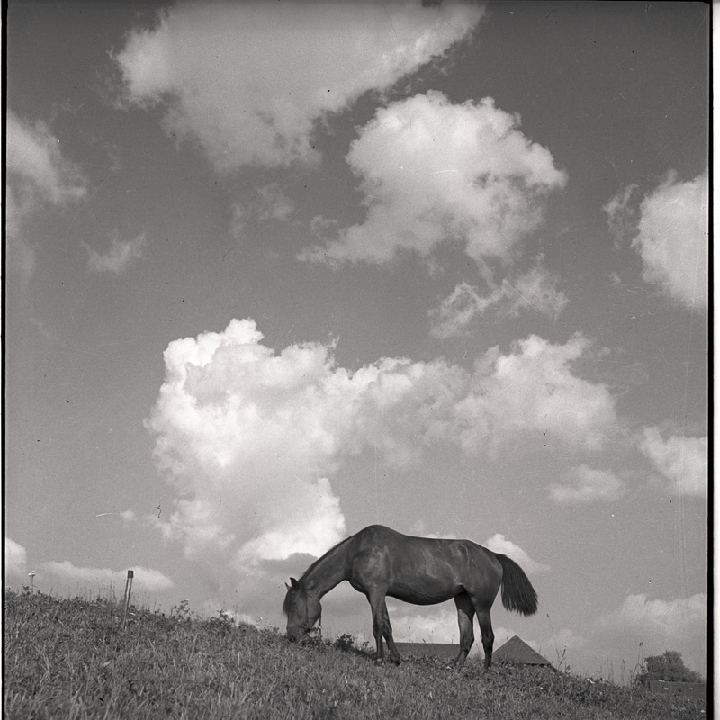 Hobune väljal söömas