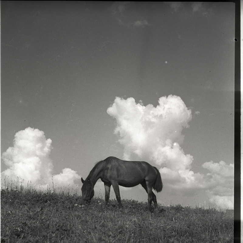 Hobune väljal söömas