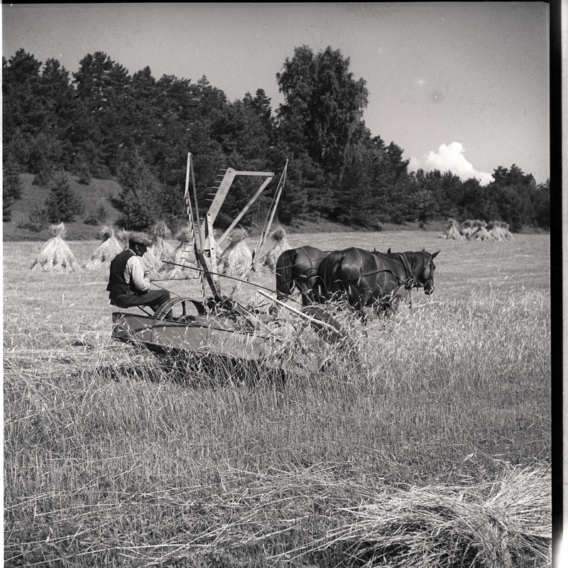 Viljalõikus - mees hobuniidukiga vilja lõikamas