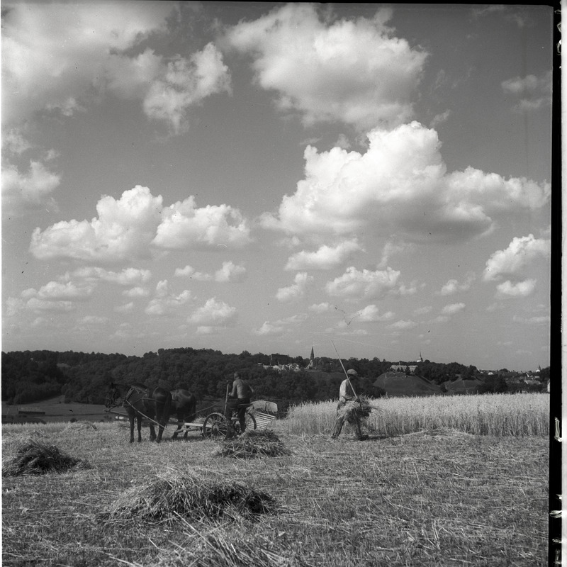Viljakoristus Viljandi järve lähedal, mehed hobuniidukiga viljapõllul