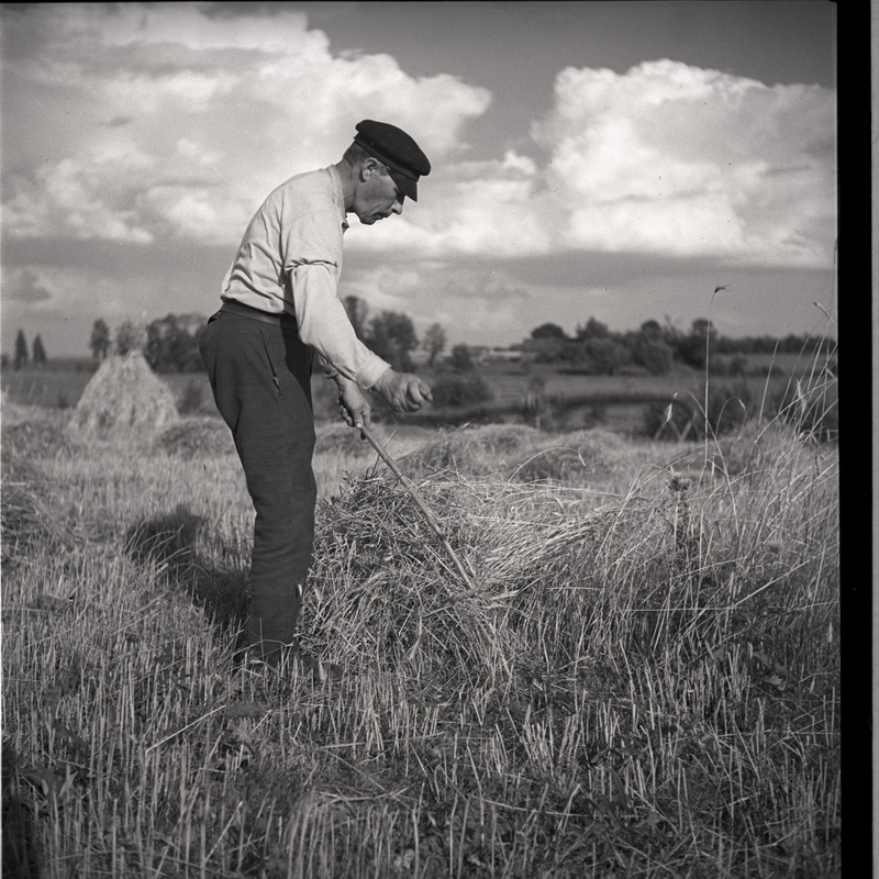 Viljalõikus - mees rukkipõllul