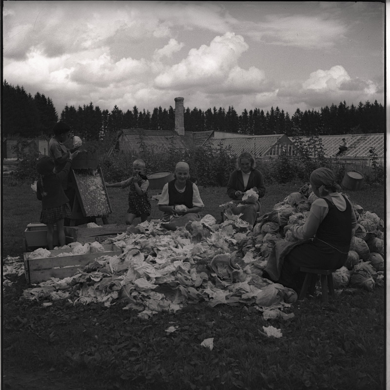 Hapukapsa valmistamine - inimesed kapsahunniku juures kapsaid puhastamas ja riivimas