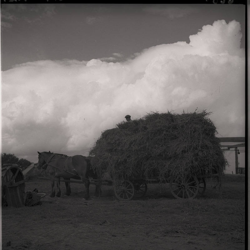 Viljakoristus - hobuveok viljakoormaga