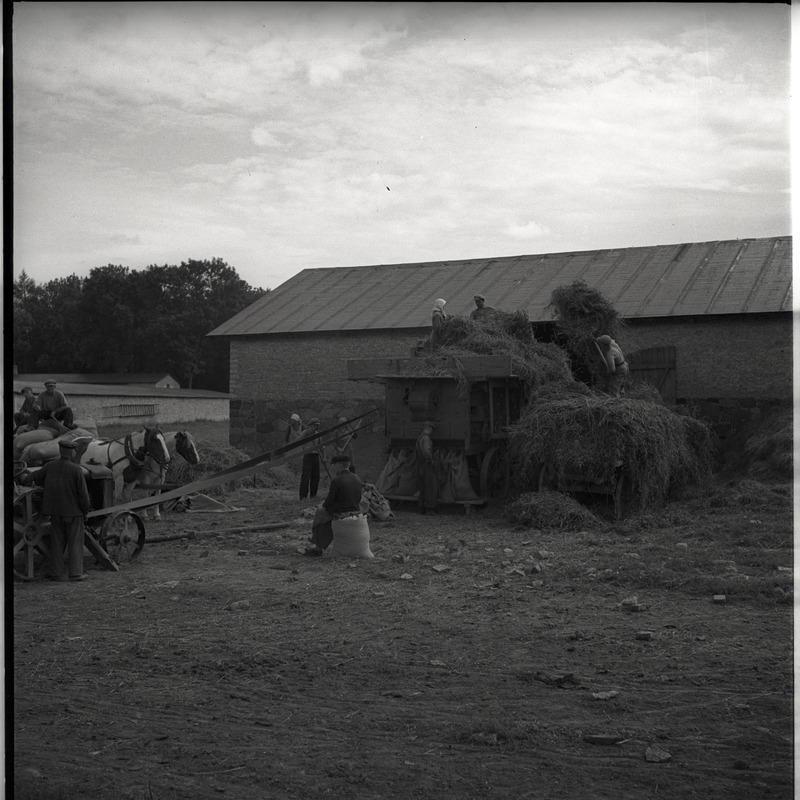 Viljakoristus - inimesed viljapeksumasinaga töötamas