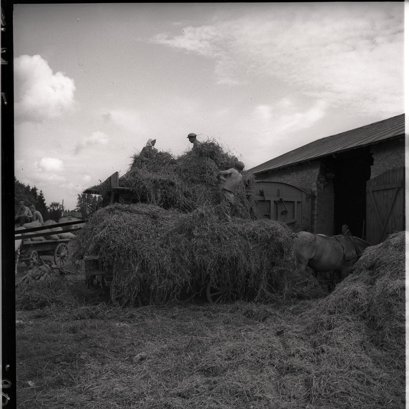 Viljakoristus - inimesed viljapeksumasinaga töötamas