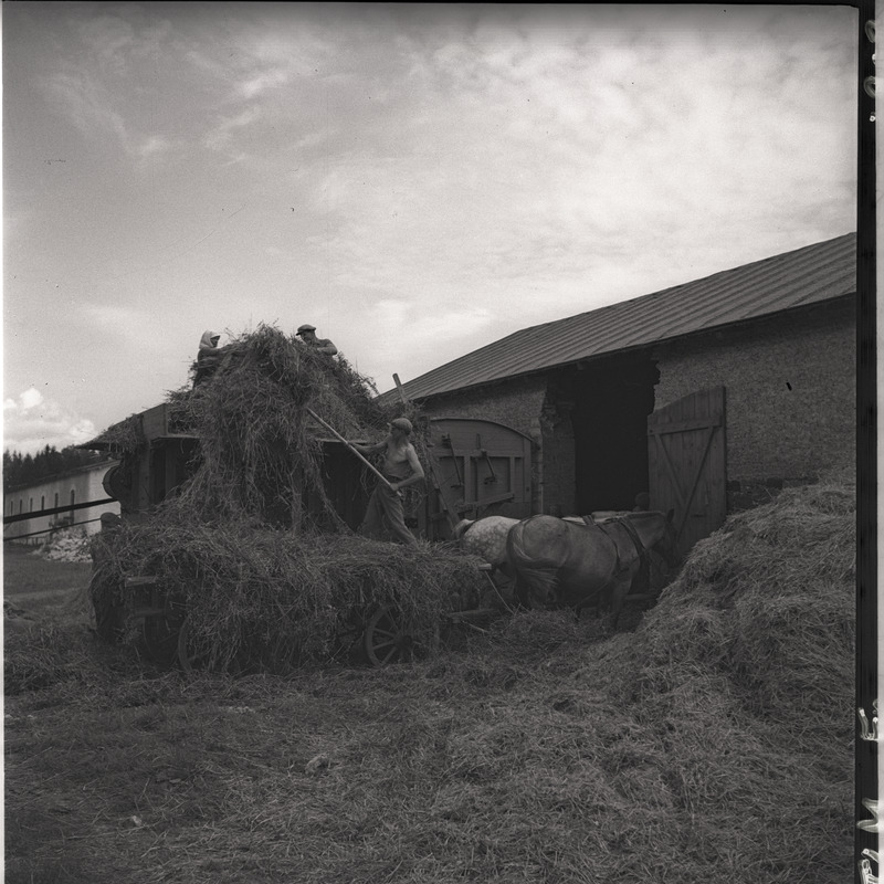 Viljakoristus - inimesed viljapeksumasinaga töötamas