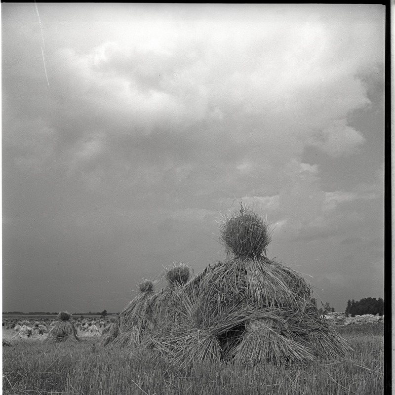 Maastik -  viljahakkide read viljapõllul