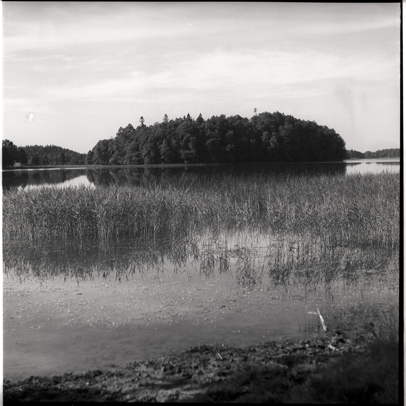 Pühajärv, vaade kaldalt saarele