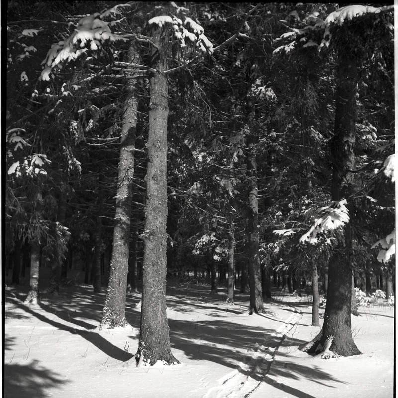 Talvine maastik - lumised puud