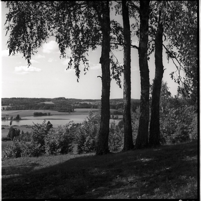 Lõuna-Eesti maastik - vaade järvele, esiplaanil kasetüved
