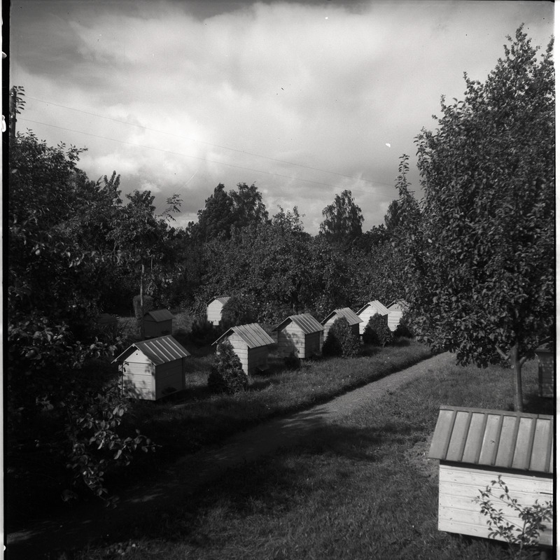 Viljandimaa, mesitarud talus Tarvastu maantee lähistel