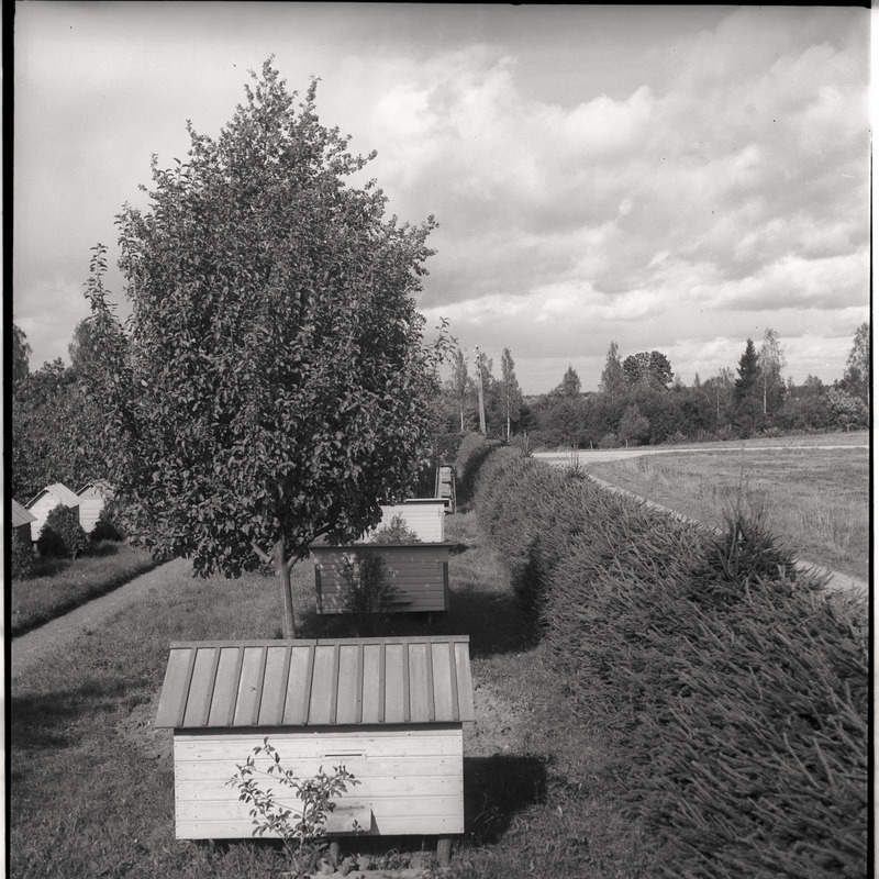 Viljandimaa, mesitarud talus Tarvastu maantee lähistel - vaade mesitarudele ja põllule