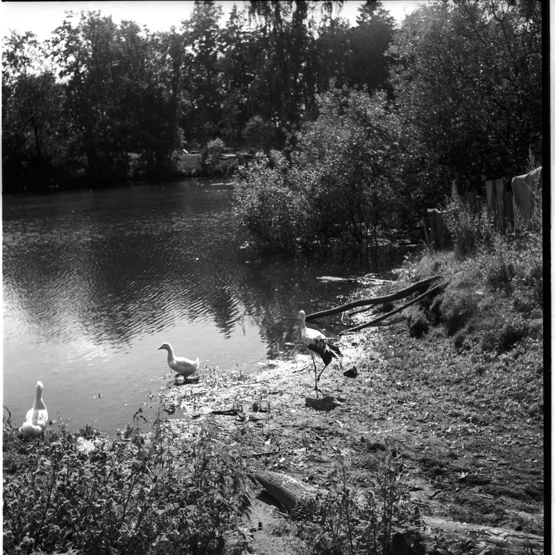 Valge-toonekurg ja pardid