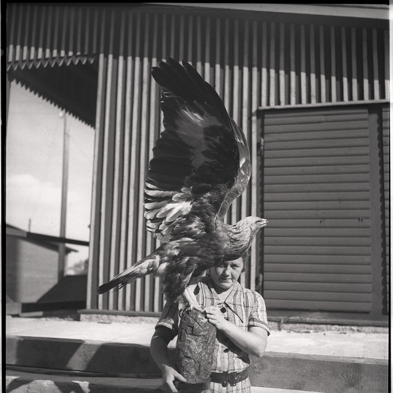 Kaljukotkas - topist hoiab Johanna Triefeldt