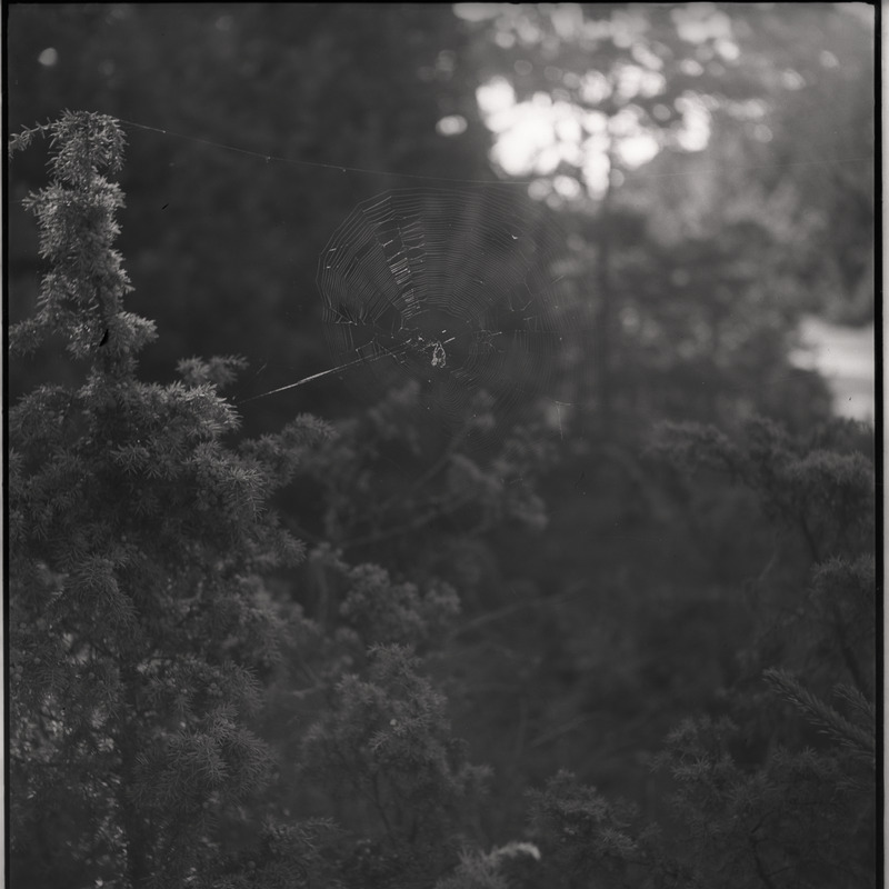 Ämblik ämblikuvõrgus