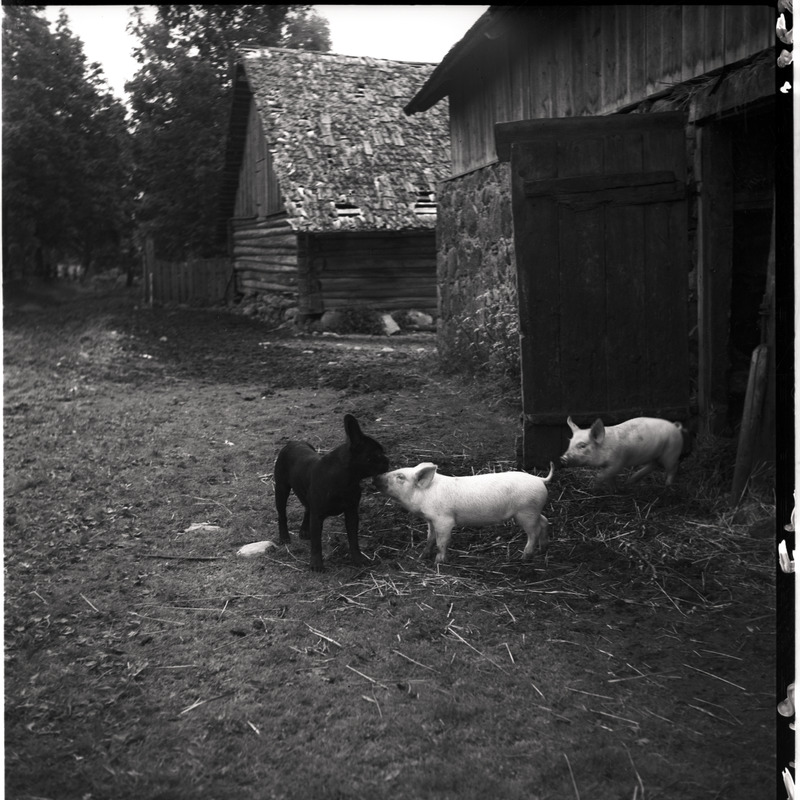 Seapõrsad ja koer (prantsuse buldog) hoovis