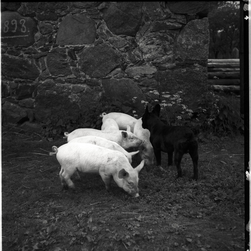 Seapõrsad ja koer (prantsuse buldog) hoovis