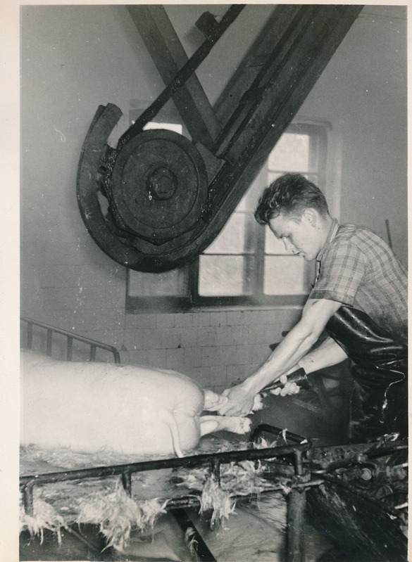 Tartu Lihakombinaat, searümba asetamine konveierilindile. 1980