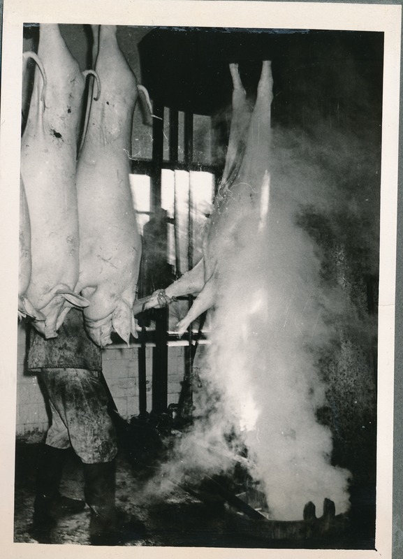 Tartu Lihakombinaat, roogitud searümba asetamine kõrvetusahju. 1960