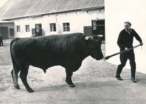 EPA. Veterinaaria ja loomakasvatuse instituudi majand. 1976.a.