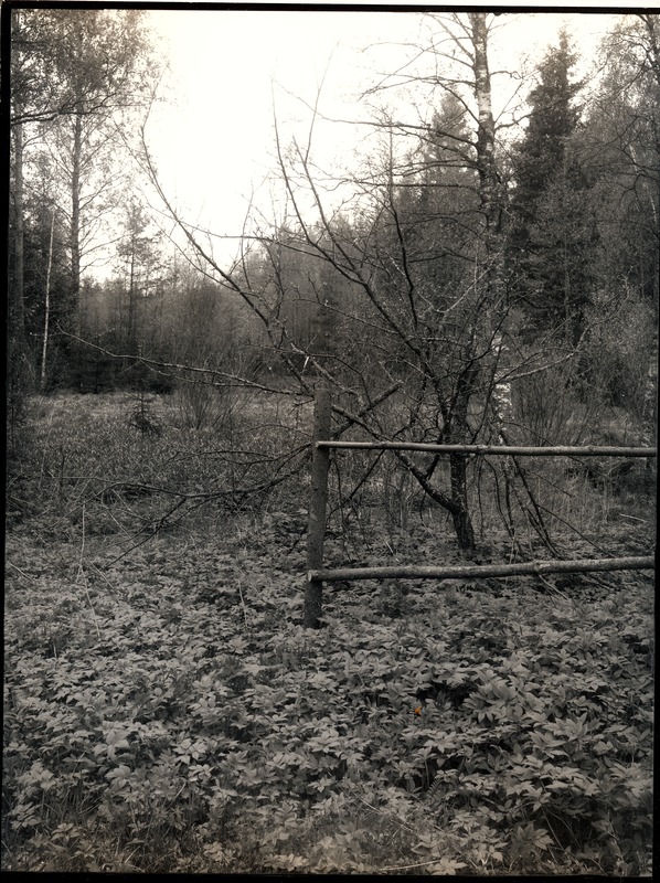 Kunstfoto. Loodusfoto, raagus mets ja väike metsalagendik.