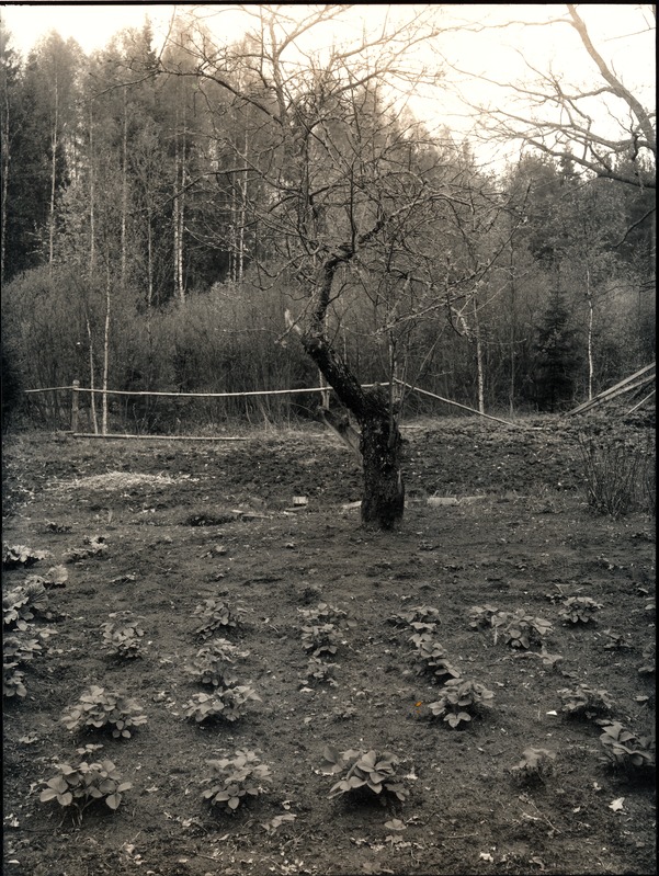 Kunstfoto. Loodusfoto, korrapärases reas maasikataimed, taga mets.