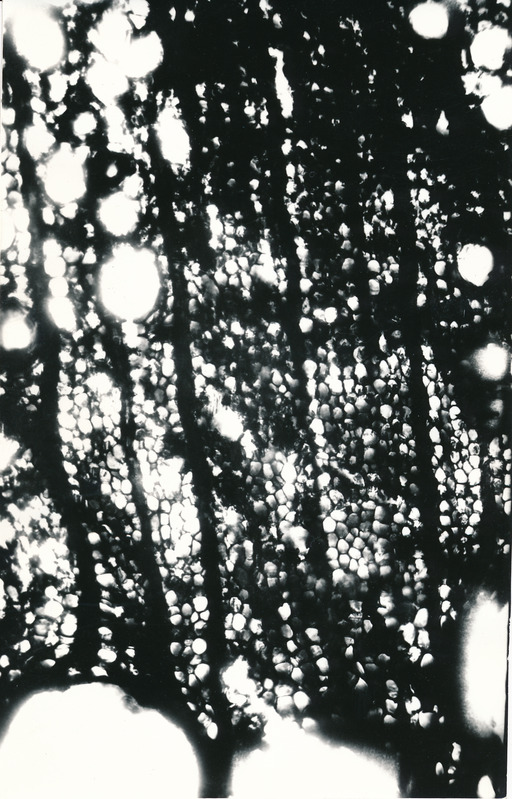 Arheoloogialeid. Tartu Jaani kiriku 1988. a arheoloogiliste uuringute käigus leitud Anna Elisabeth von Münnichi sarkofaagi restaureerimine.