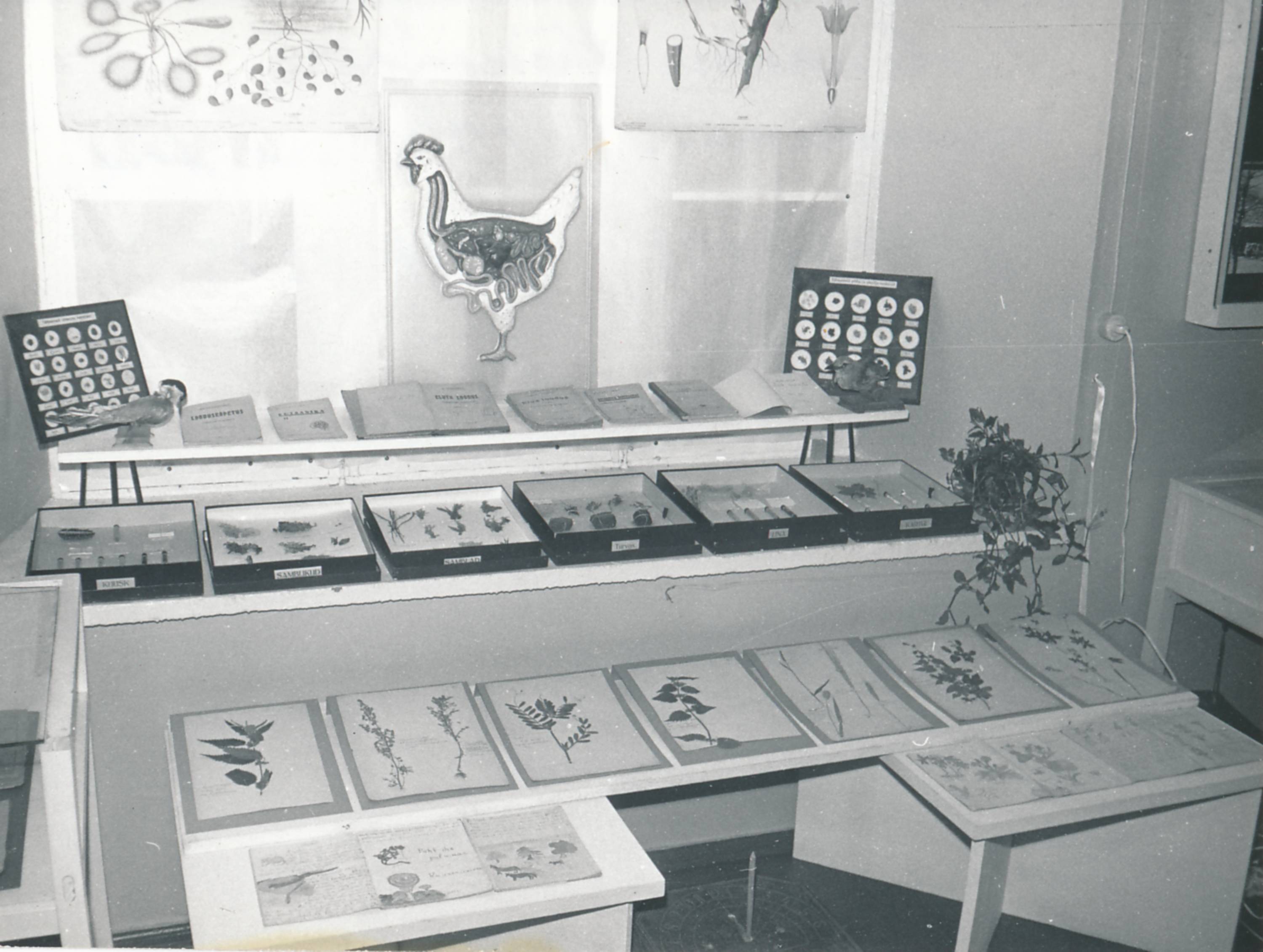 Hiiumaa muuseum. Kooliteemaline näitus. 1990ndatel.